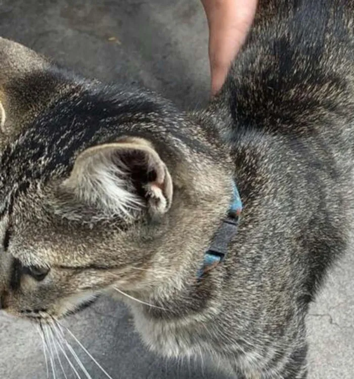 Gato ra a Cinza idade 1 ano nome Sem nome