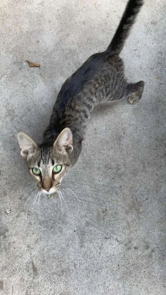 Gato ra a Cinza idade 1 ano nome Sem nome
