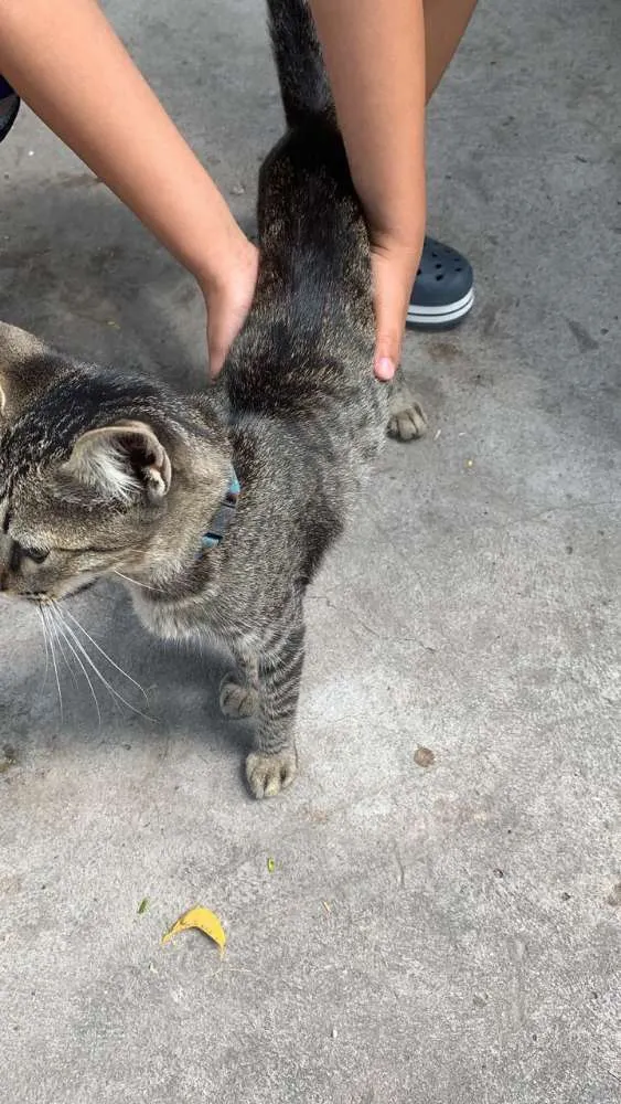 Gato ra a Cinza idade 1 ano nome Sem nome