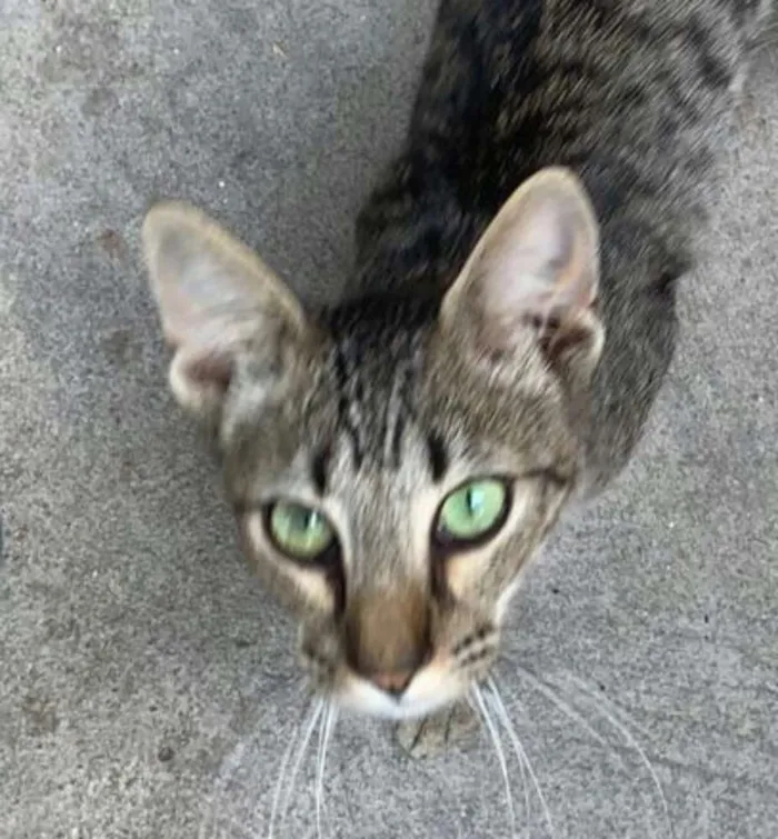Gato ra a Cinza idade 1 ano nome Sem nome