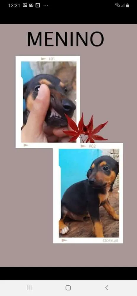 Cachorro ra a Indefinido  idade  nome Não tem nome