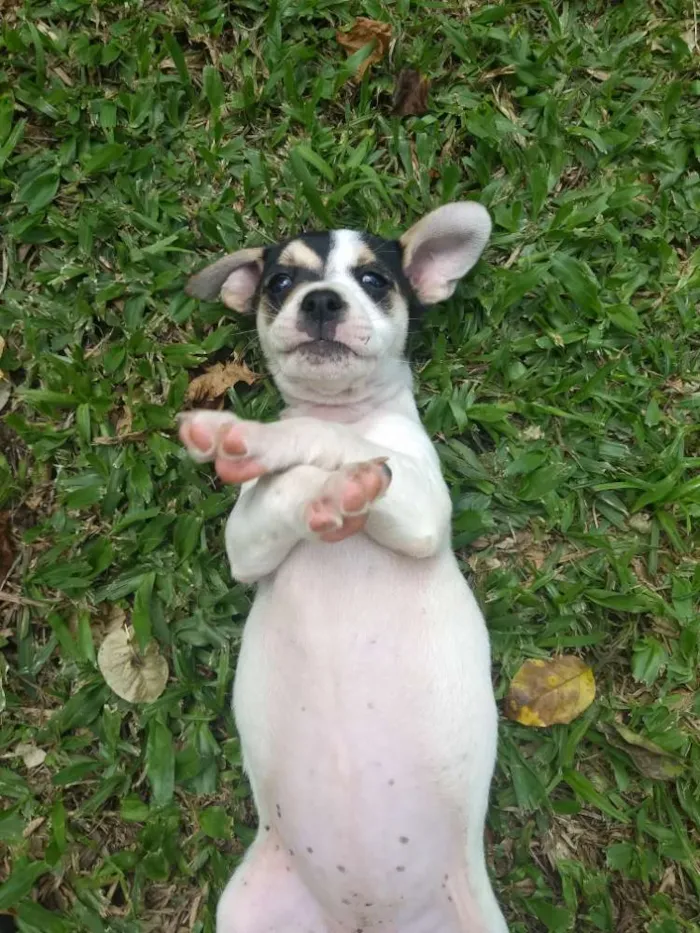 Cachorro ra a Sem raça definida idade 2 a 6 meses nome Sem nome