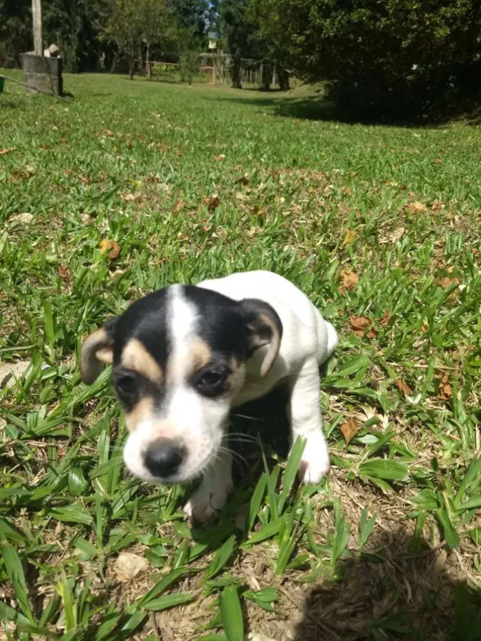 Cachorro ra a Sem raça definida idade 2 a 6 meses nome Sem nome