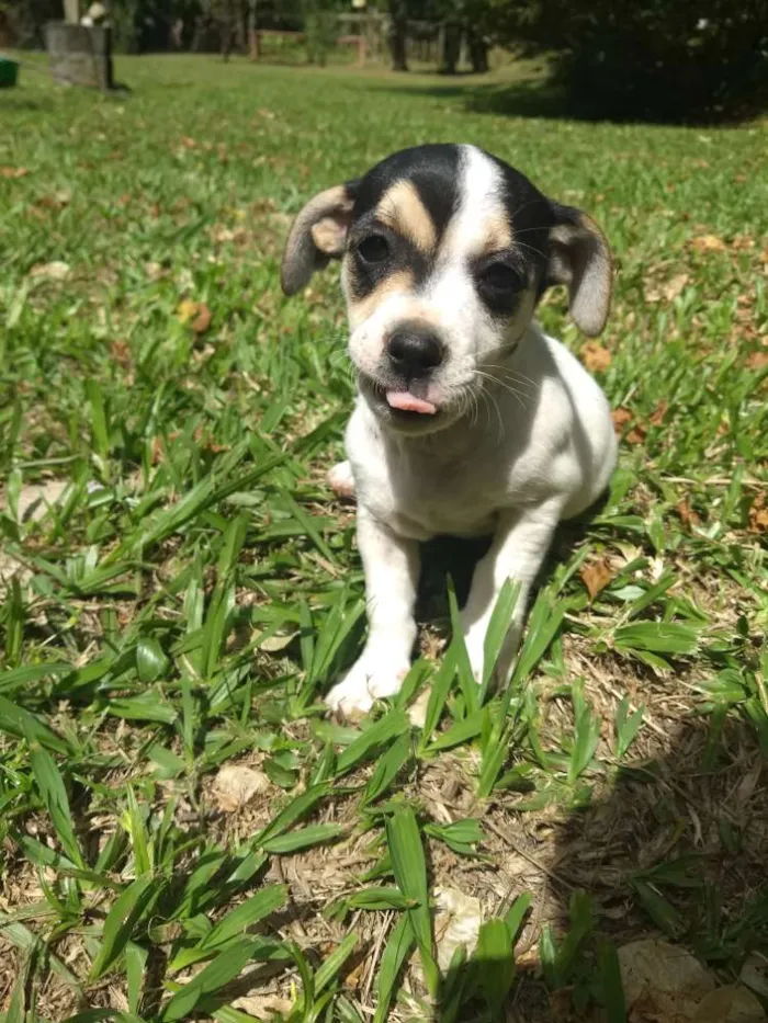 Cachorro ra a Sem raça definida idade 2 a 6 meses nome Sem nome