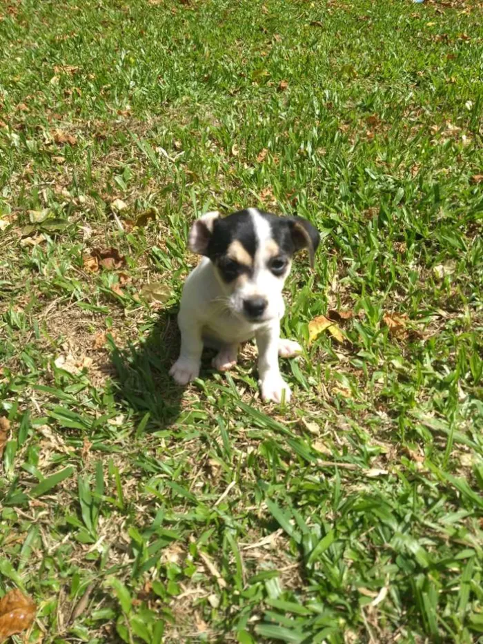 Cachorro ra a Sem raça definida idade 2 a 6 meses nome Sem nome