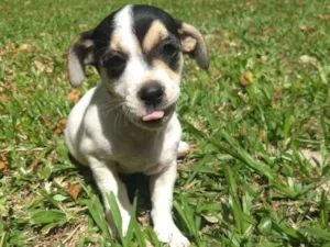 Cachorro raça Sem raça definida idade 2 a 6 meses nome Sem nome