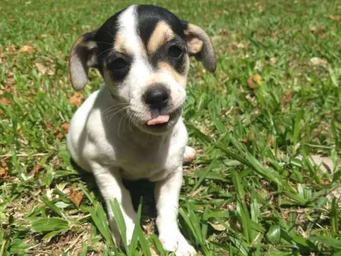 Cachorro ra a Sem raça definida idade 2 a 6 meses nome Sem nome
