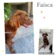 Faísca
