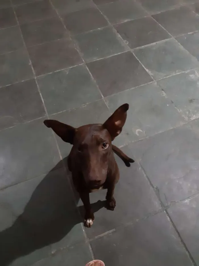 Cachorro ra a Não sei idade 2 a 6 meses nome Não sei