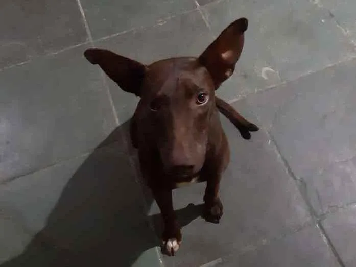Cachorro ra a Não sei idade 2 a 6 meses nome Não sei