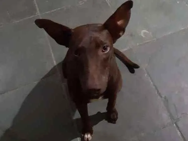 Cachorro ra a Não sei idade 2 a 6 meses nome Não sei