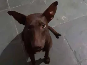 Cachorro raça Não sei idade 2 a 6 meses nome Não sei