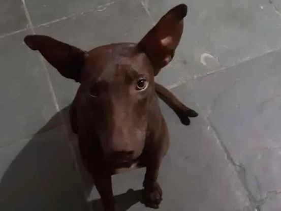 Cachorro ra a Não sei idade 2 a 6 meses nome Não sei