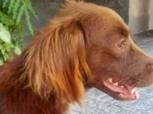 Cachorro raça srd idade 7 a 11 meses nome Faísca
