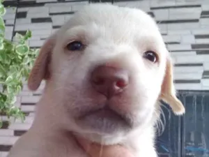 Cachorro raça Srd idade Abaixo de 2 meses nome Max