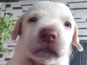 Cachorro raça Srd idade Abaixo de 2 meses nome Max