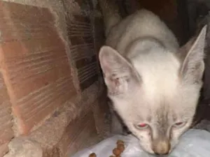 Gato raça Srd idade Abaixo de 2 meses nome LINDINHA