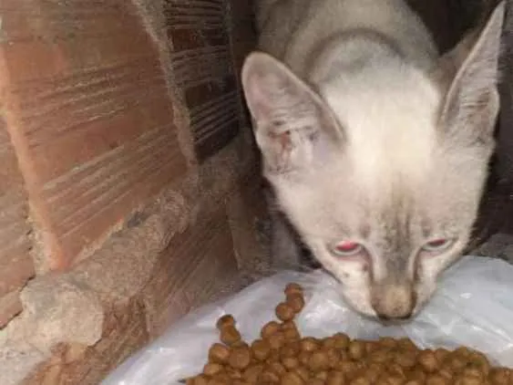 Gato raça Srd idade Abaixo de 2 meses nome LINDINHA