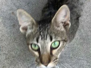 Gato raça Cinza idade 1 ano nome Sem nome