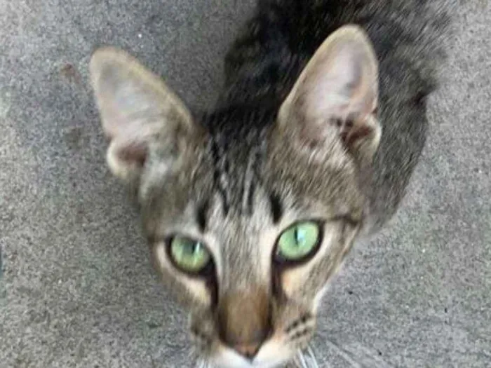 Gato ra a Cinza idade 1 ano nome Sem nome