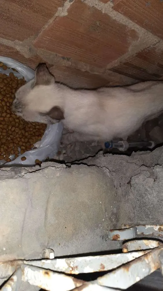 Gato raça Srd idade Abaixo de 2 meses nome LINDINHA