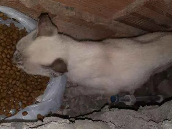 Gato raça Srd idade Abaixo de 2 meses nome LINDINHA