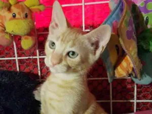 Gato raça SRD  idade 2 a 6 meses nome Zen 