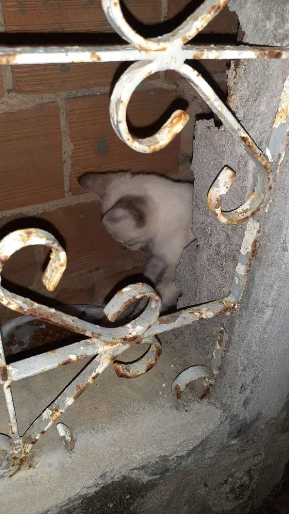 Gato raça Srd idade Abaixo de 2 meses nome LINDINHA