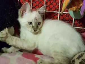 Gato raça Siames idade 2 a 6 meses nome Yumi