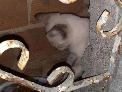 Gato raça Srd idade Abaixo de 2 meses nome LINDINHA