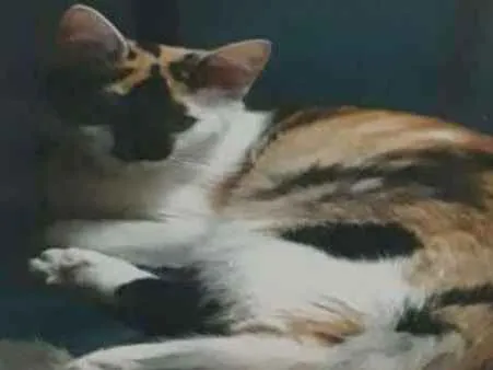 Gato ra a Srd idade 2 anos nome Meg