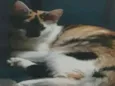 Meg