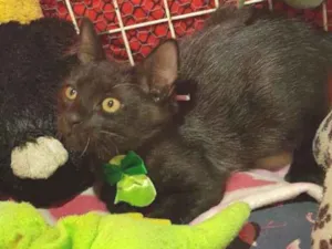 Gato raça SRD  idade 2 a 6 meses nome Tom