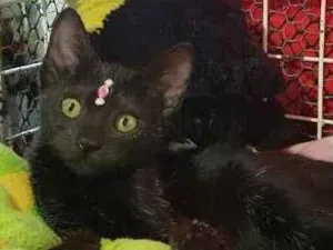 Gato raça SRD  idade 2 a 6 meses nome Loly