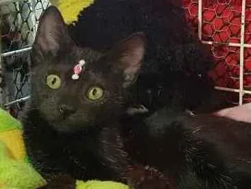 Gato ra a SRD  idade 2 a 6 meses nome Loly