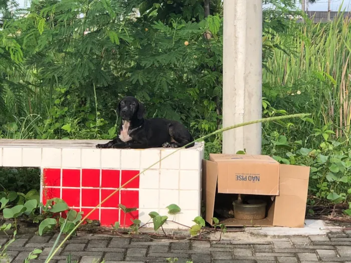 Cachorro ra a Não definida idade 2 a 6 meses nome Não sei