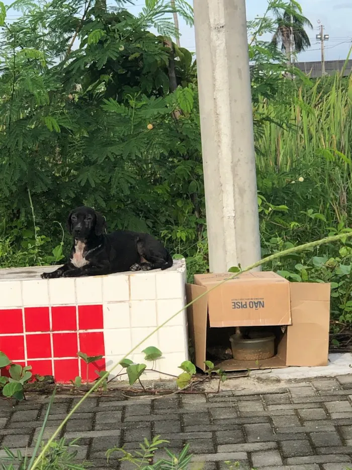 Cachorro ra a Não definida idade 2 a 6 meses nome Não sei