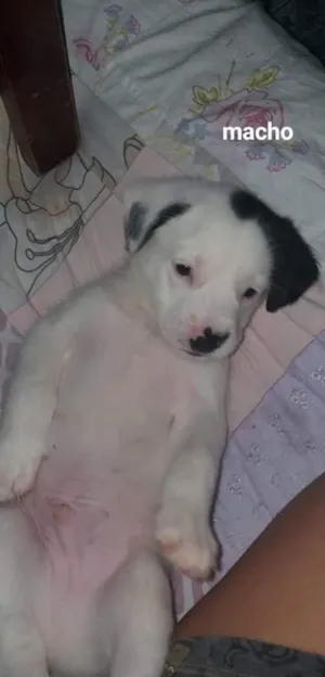 Cachorro raça Sem raça definida  idade Abaixo de 2 meses nome Sem nome 