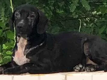 Cachorro ra a Não definida idade 2 a 6 meses nome Não sei