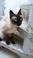 Nero siamês lindo !!