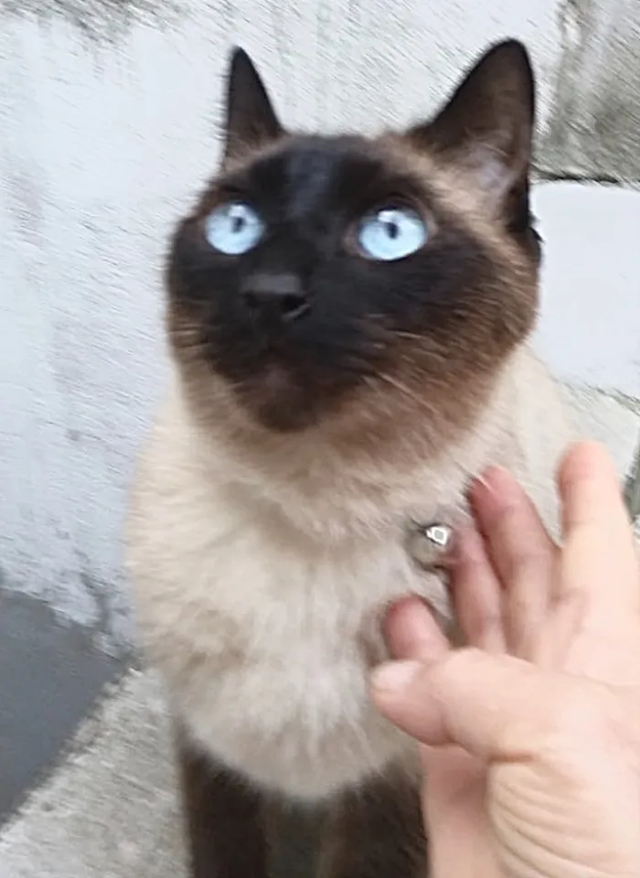 Gato ra a Siamês  idade 6 ou mais anos nome Nero siamês lindo !!