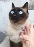 Nero siamês lindo !!