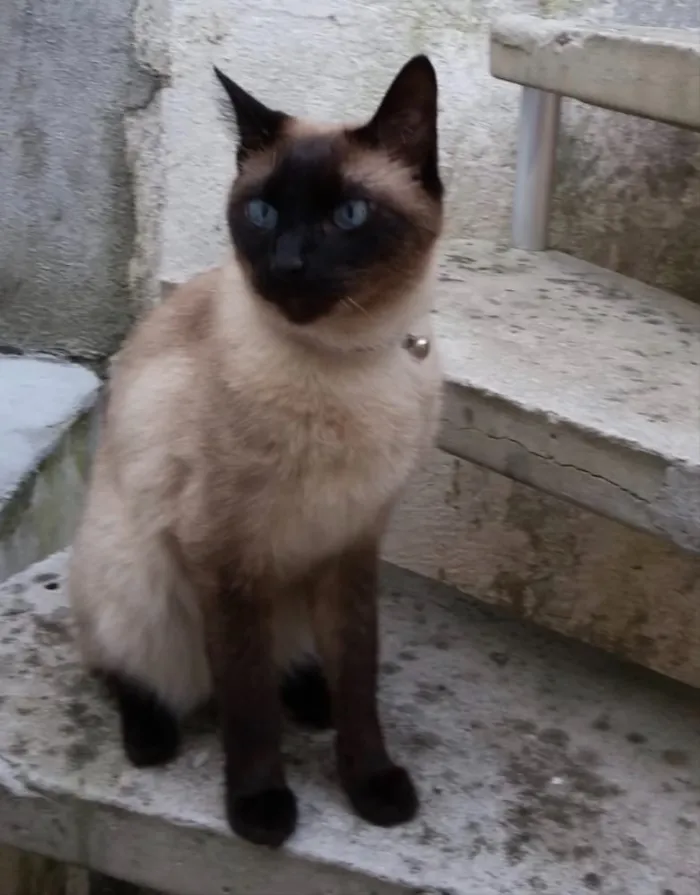 Gato ra a Siamês  idade 6 ou mais anos nome Nero siamês lindo !!