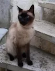 Nero siamês lindo !!