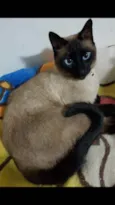 Nero siamês lindo !!