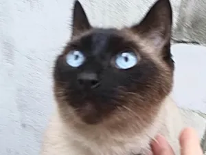Gato raça Siamês  idade 6 ou mais anos nome Nero siamês lindo !!