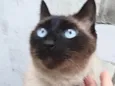 Nero siamês lindo !!
