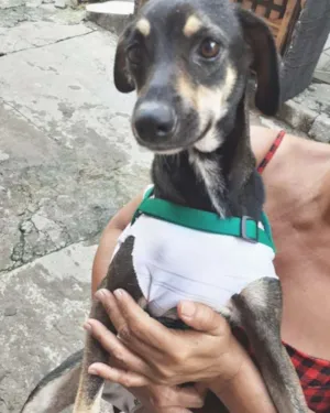 Cachorro raça Vira-Lata idade 2 a 6 meses nome Akira