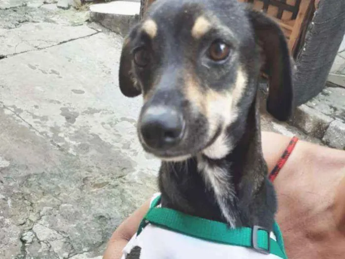 Cachorro raça Vira-Lata idade 2 a 6 meses nome Akira