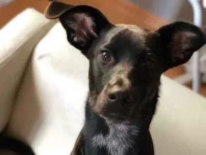 Cachorro raça Vira lata  idade 7 a 11 meses nome Rajar